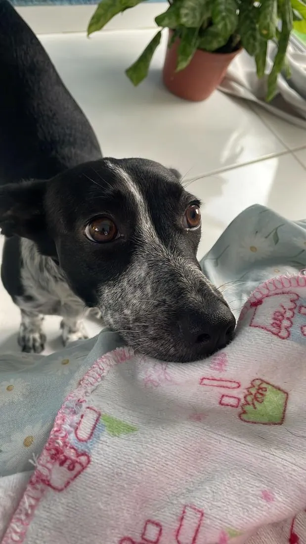 Cachorro raça SRD-ViraLata idade 1 ano nome Estrela