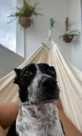Estrela