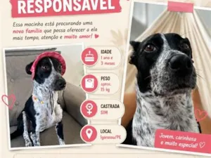 Cachorro raça SRD-ViraLata idade 1 ano nome Estrela