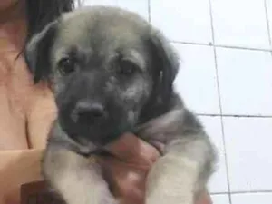Cachorro raça SRD-ViraLata idade Abaixo de 2 meses nome León 