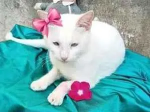 Gato raça SRD-ViraLata idade 2 a 6 meses nome amorica 