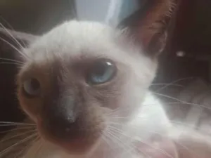 Gato raça Siamês idade 2 a 6 meses nome  Laís 