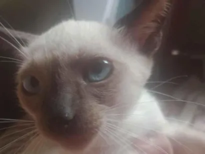 Gato raça Siamês idade 2 a 6 meses nome  Laís 