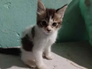 Gato raça SRD-ViraLata idade Abaixo de 2 meses nome peludinha 