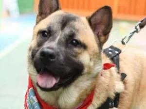 Cachorro raça SRD-ViraLata idade 6 ou mais anos nome Sol 