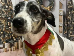 Cachorro raça SRD-ViraLata idade 5 anos nome Maggie