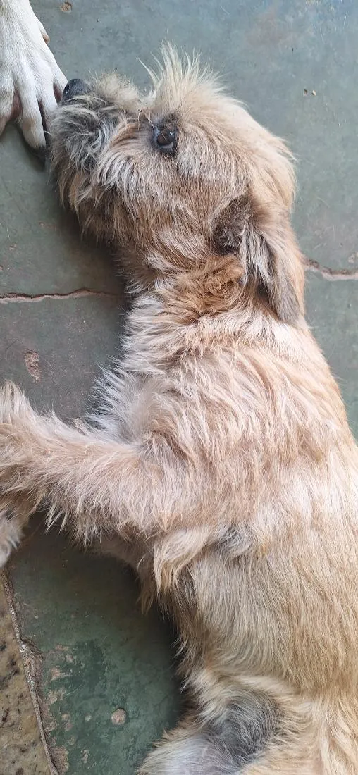 Cachorro raça SRD-ViraLata idade 2 a 6 meses nome kira