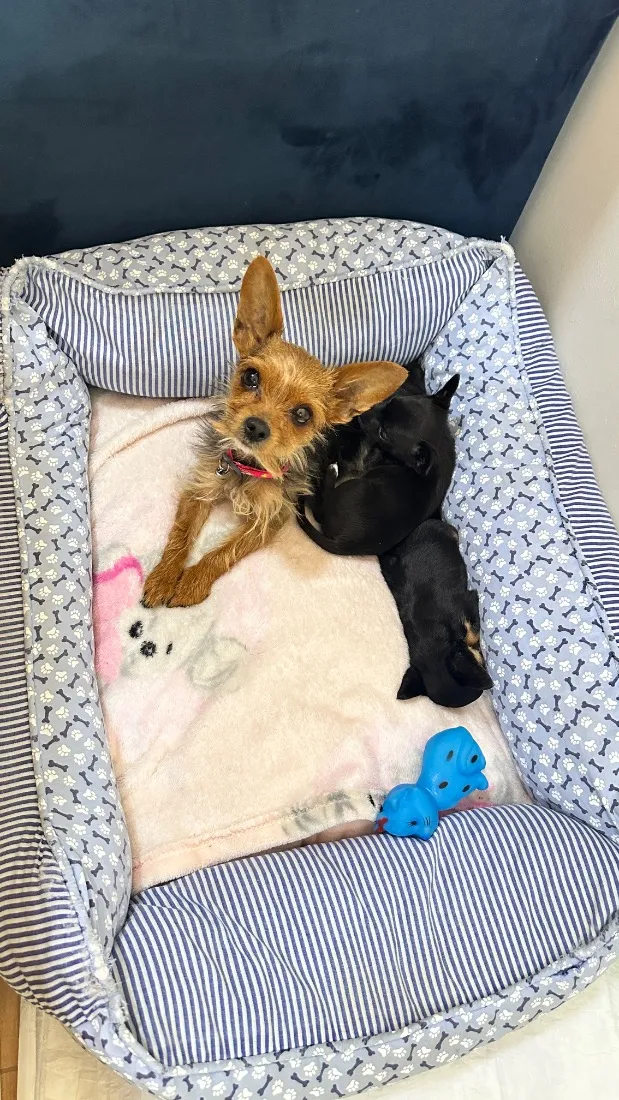 Cachorro raça Micro yorkshire idade 2 anos nome Aurora