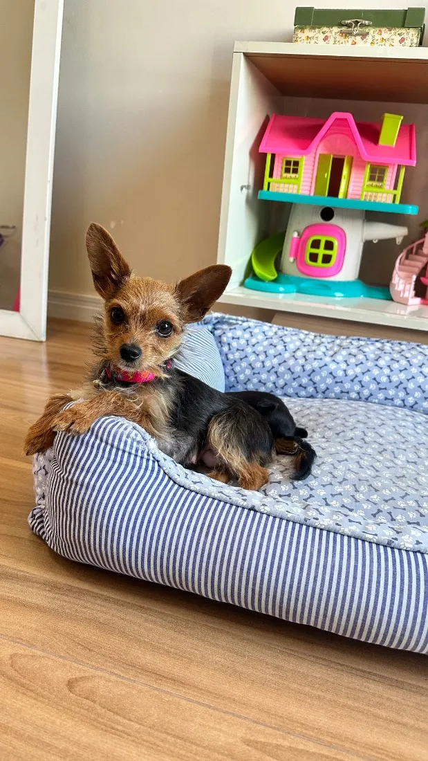 Cachorro raça Micro yorkshire idade 2 anos nome Aurora