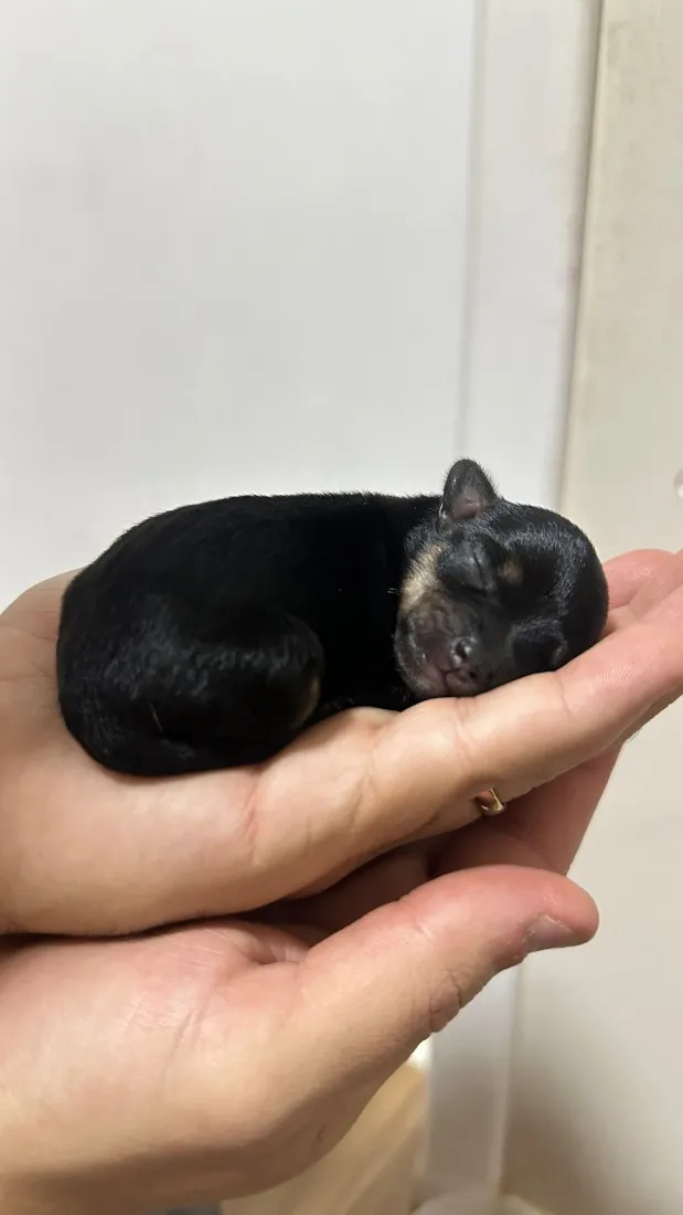Cachorro raça Micro yorkshire idade 2 anos nome Aurora