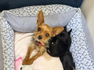 Cachorro raça Micro yorkshire idade 2 anos nome Aurora