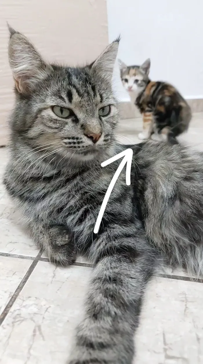 Gato raça SRD-ViraLata idade 2 a 6 meses nome Sem Nome