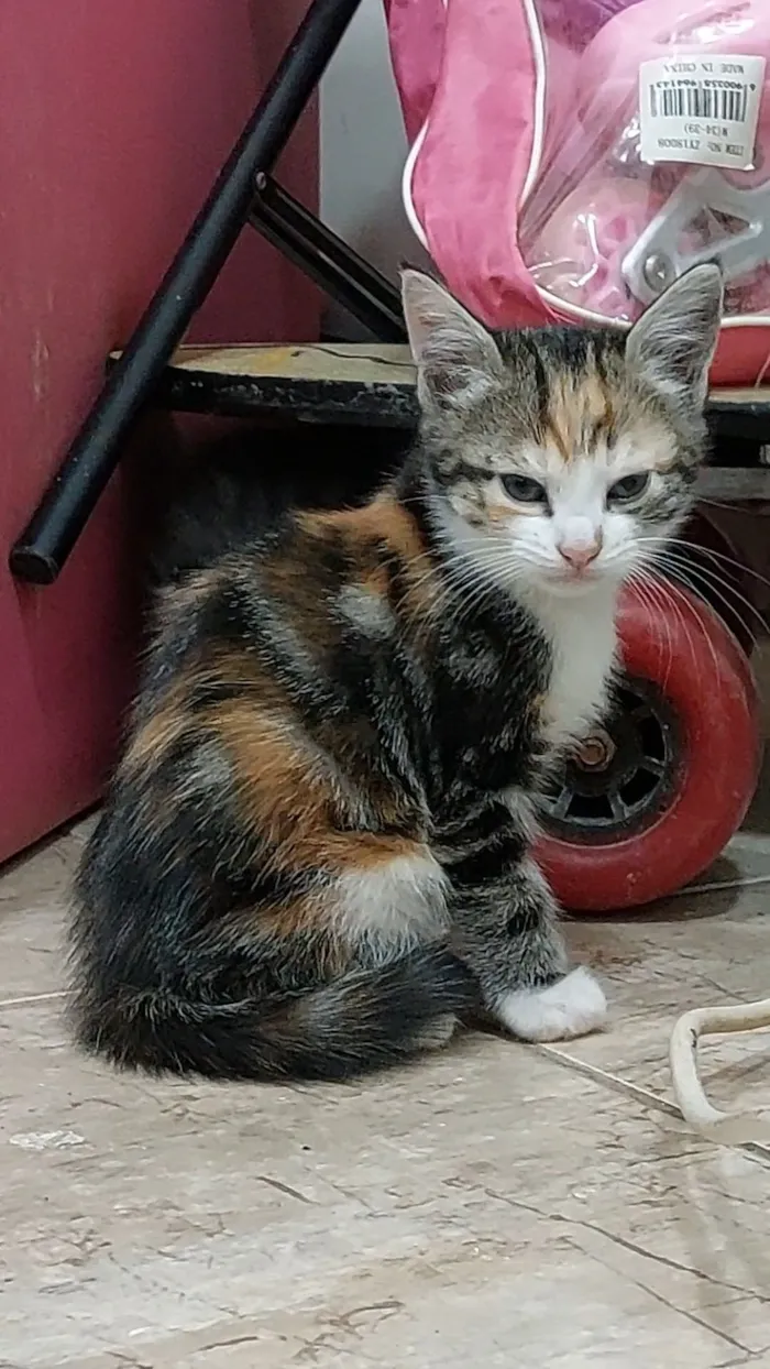 Gato raça SRD-ViraLata idade 2 a 6 meses nome Sem Nome
