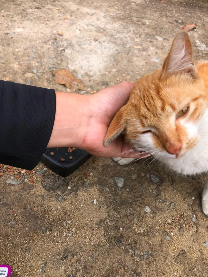 Gato raça SRD-ViraLata idade 2 a 6 meses nome Pudim