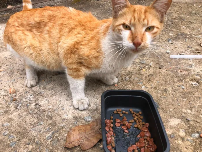 Gato raça SRD-ViraLata idade 2 a 6 meses nome Pudim