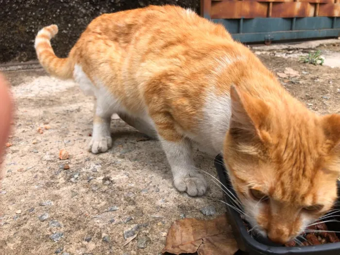Gato raça SRD-ViraLata idade 2 a 6 meses nome Pudim