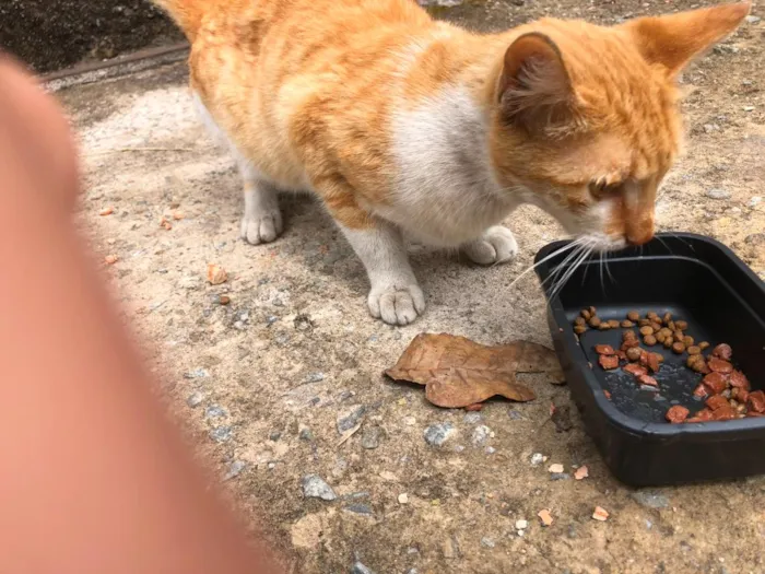 Gato raça SRD-ViraLata idade 2 a 6 meses nome Pudim