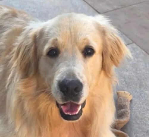 Cachorro raça Labrador idade 7 a 11 meses nome Noah