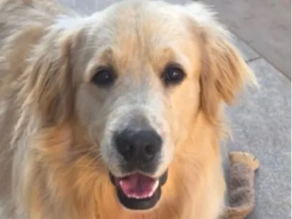 Cachorro raça Labrador idade 7 a 11 meses nome Noah