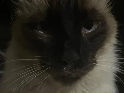 Gato raça Siamês idade 2 anos nome Nike