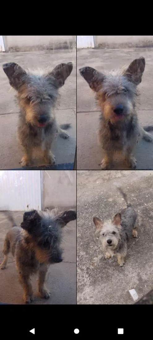 Cachorro raça SRD-ViraLata idade 1 ano nome Kiko