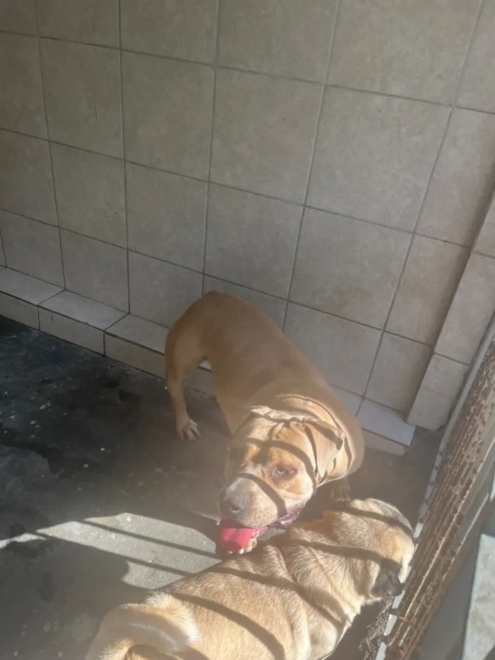 Cachorro raça Pit-Bull idade 1 ano nome Kyara