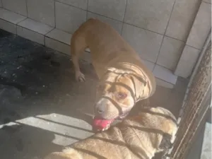 Cachorro raça Pit-Bull idade 1 ano nome Kyara