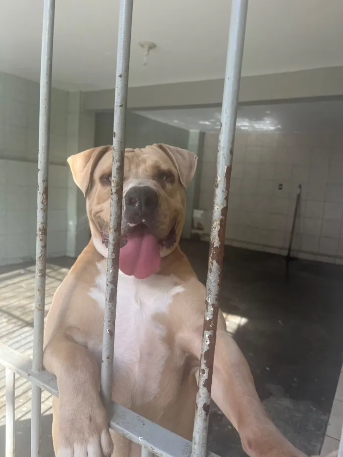 Cachorro raça Pit-Bull idade 1 ano nome Kyara