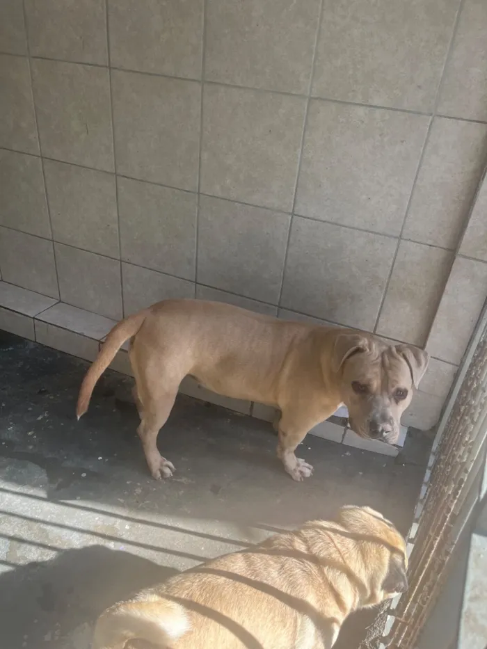 Cachorro raça Pit-Bull idade 1 ano nome Kyara