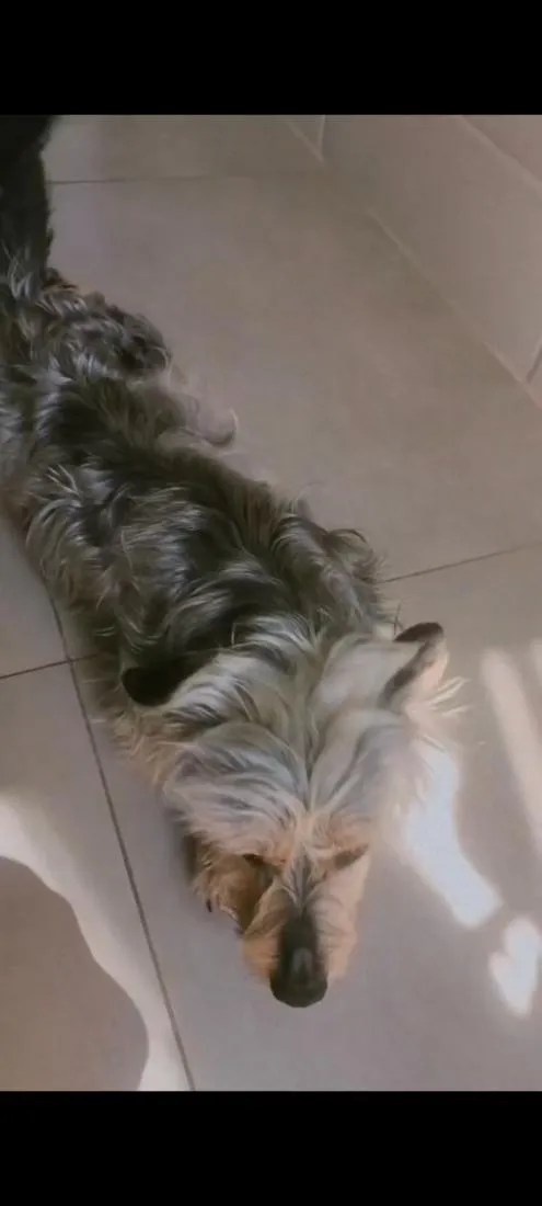 Cachorro raça SRD-ViraLata idade 6 ou mais anos nome Amendoim