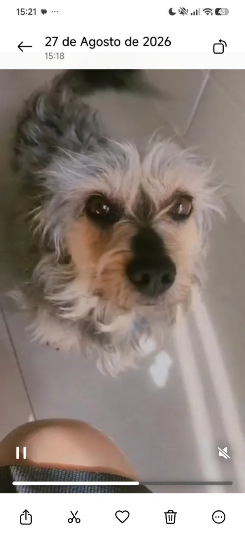 Cachorro raça SRD-ViraLata idade 6 ou mais anos nome Amendoim