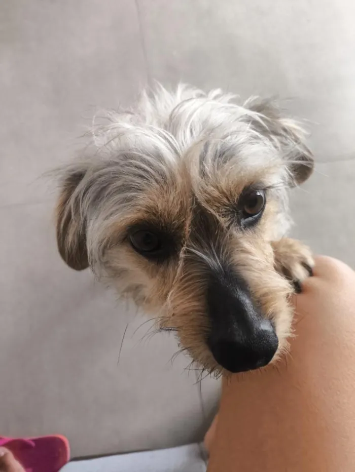 Cachorro raça SRD-ViraLata idade 6 ou mais anos nome Amendoim