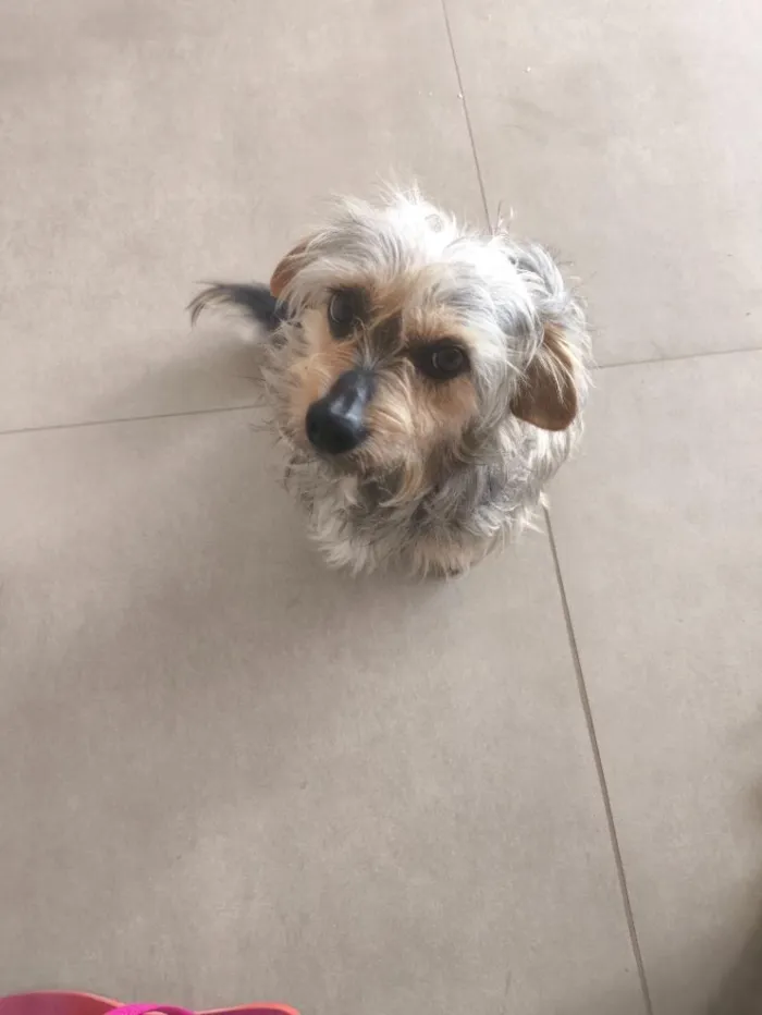 Cachorro raça SRD-ViraLata idade 6 ou mais anos nome Amendoim