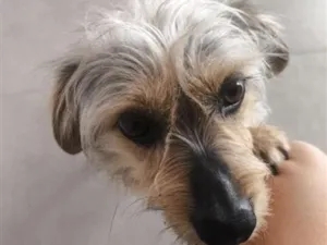 Cachorro raça SRD-ViraLata idade 6 ou mais anos nome Amendoim