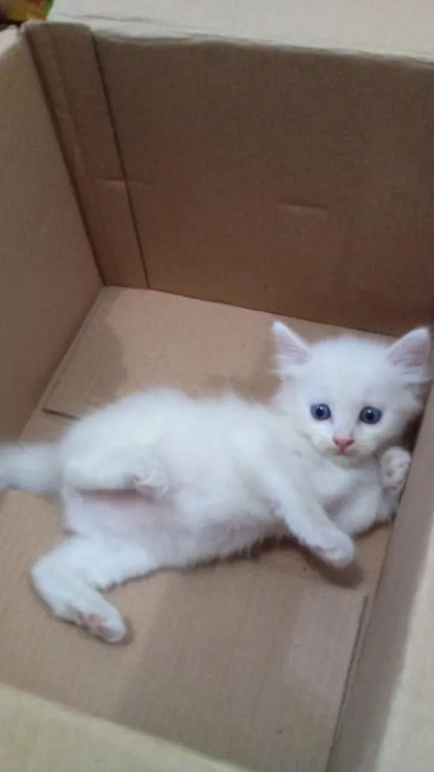 Gato raça SRD-ViraLata idade Abaixo de 2 meses nome Três gatinhos de rua.