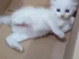 Três gatinhos de rua.