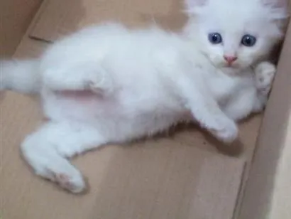 Gato raça SRD-ViraLata idade Abaixo de 2 meses nome Três gatinhos de rua.