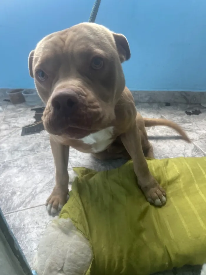 Cachorro raça Pit-Bull idade 4 anos nome Growlithe
