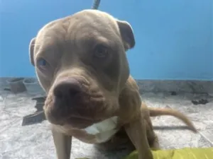 Cachorro raça Pit-Bull idade 4 anos nome Growlithe