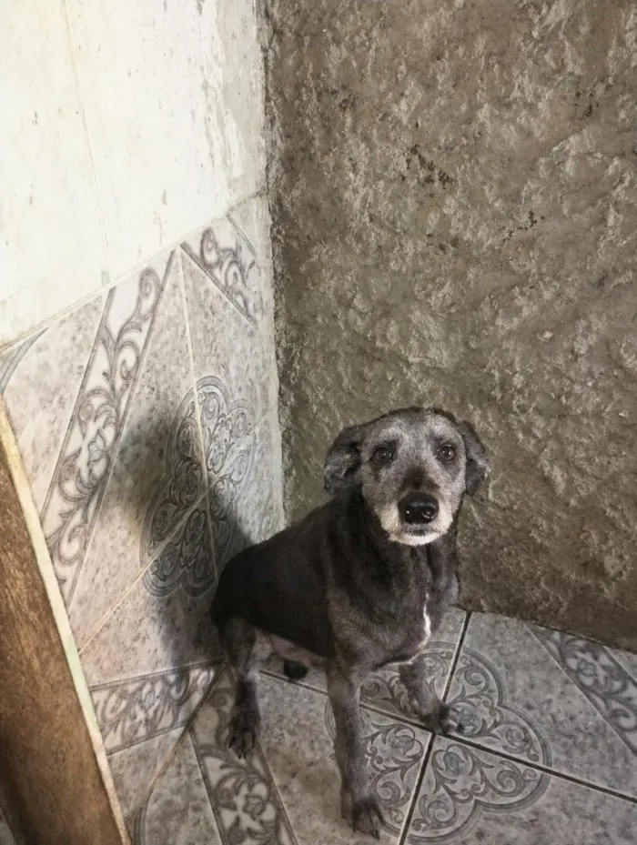 Cachorro raça SRD-ViraLata idade 5 anos nome Billy
