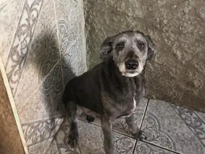 Cachorro raça SRD-ViraLata idade 5 anos nome Billy