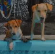 Theo e príncipe 