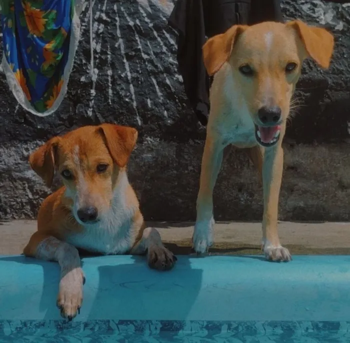 Cachorro raça SRD-ViraLata idade 2 anos nome Theo e príncipe 