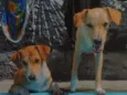 Theo e príncipe 
