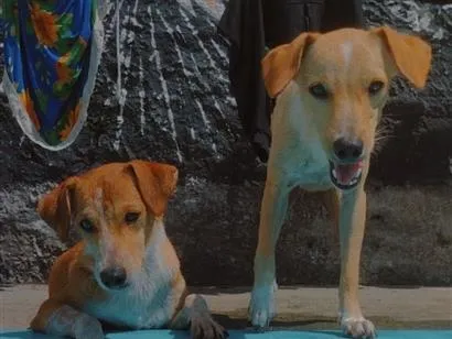 Cachorro raça SRD-ViraLata idade 2 anos nome Theo e príncipe 