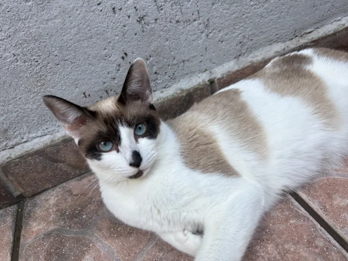 Gato raça SRD-ViraLata idade 1 ano nome Jade