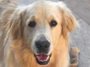Cachorro raça Labrador idade 7 a 11 meses nome Noah