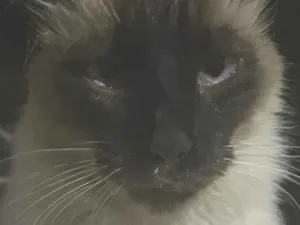 Gato raça Siamês idade 2 anos nome Nike