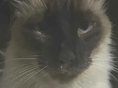 Gato raça Siamês idade 2 anos nome Nike