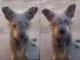 Kiko